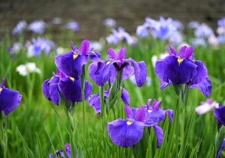 <Web割対象商品>【キングツアーバス旅】ホテル日航成田メロンフェアランチビュッフェ♪ 水郷潮来あやめまつり&鹿島神宮 〔京王八王子発〕2